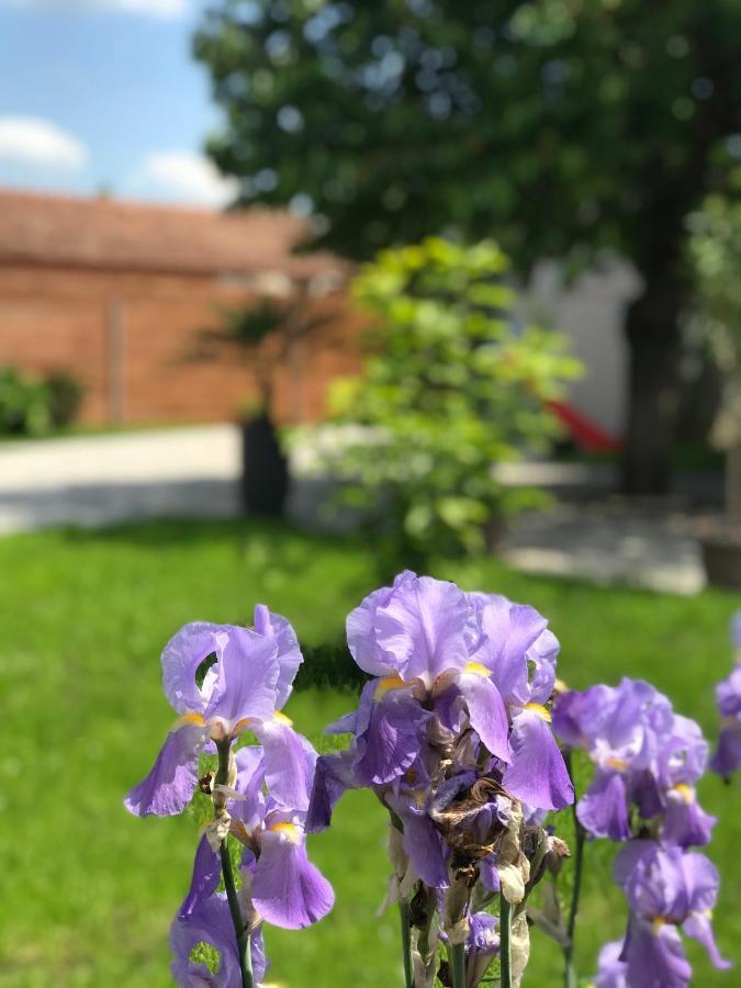 Eden Apartman Algyo Esterno foto